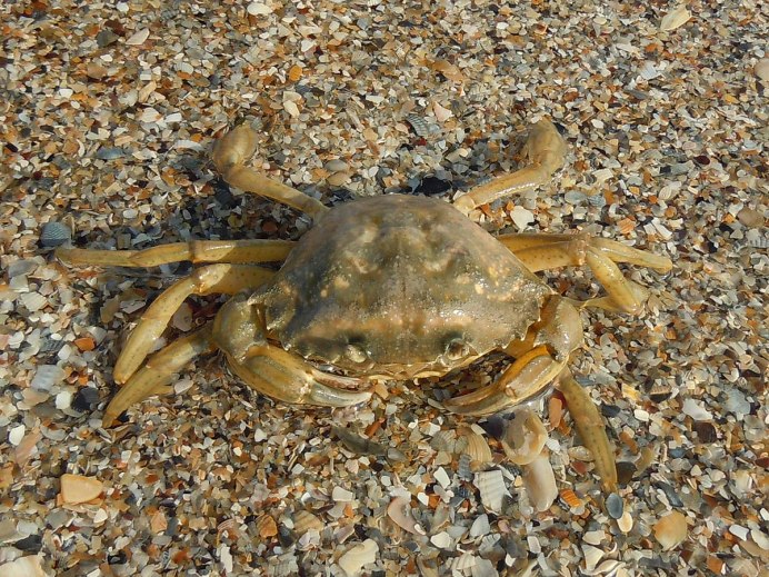 Травяной краб черного моря