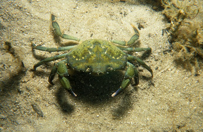 Carcinus aestuarii
