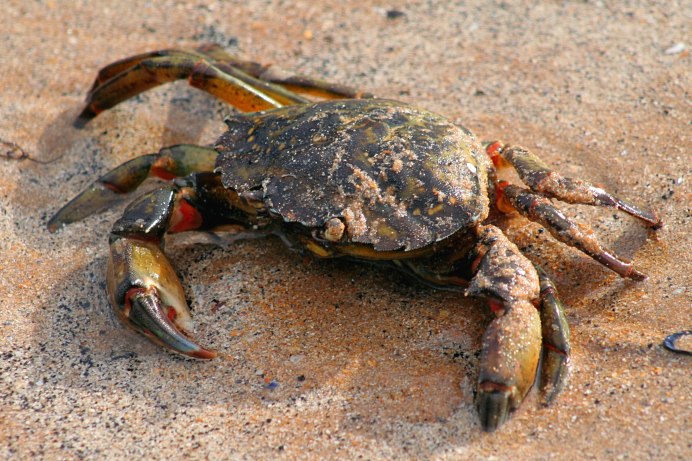 Краб Carcinus Maenas