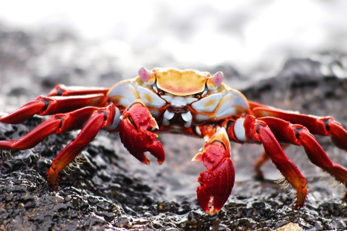 Carcinus Maenas