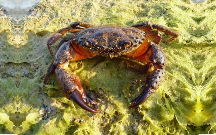 Carcinus aestuarii