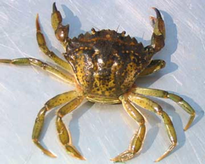 Carcinus Maenas