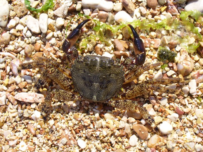 Carcinus Maenas самка
