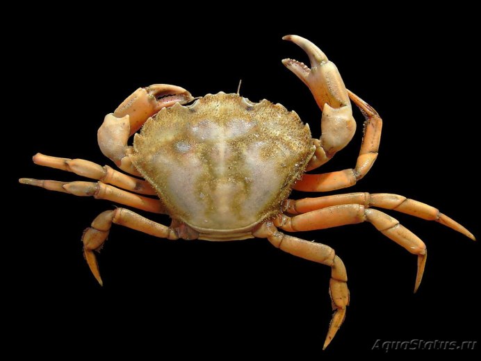 Травяной краб черного моря