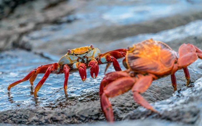 Краб Краснюк черное море