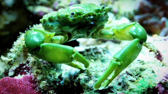 Carcinus Maenas