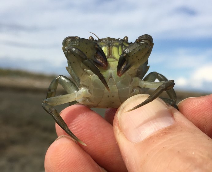 Краб Carcinus Maenas