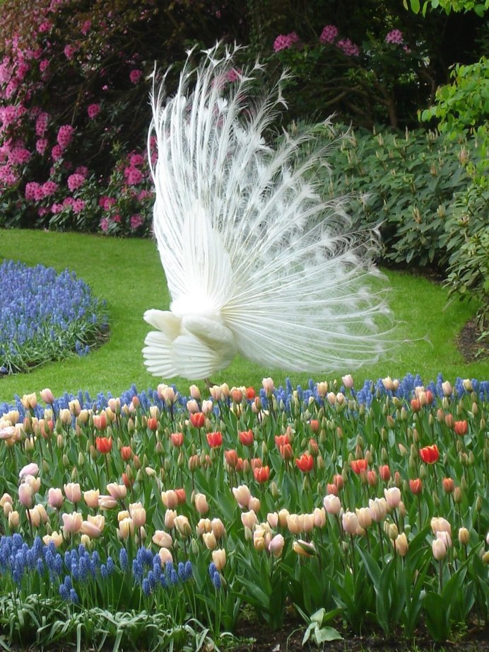 Соловей варакушка пение