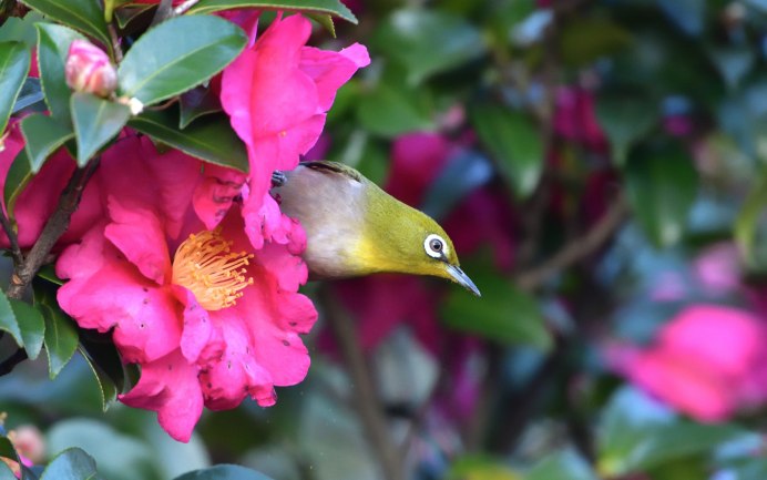 Снегирь самец Сойка