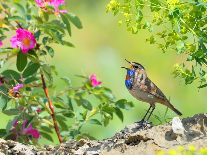 Художница Beth Hoselton