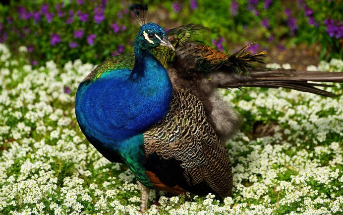 Буроголовая гаичка