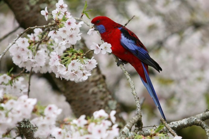 Птицы в саду