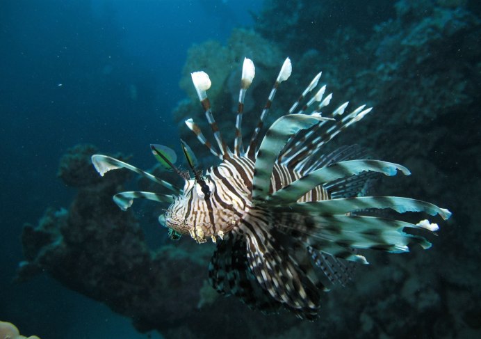 Крылатка-Зебра чернополосая (дьявол) (Pterois volitans)