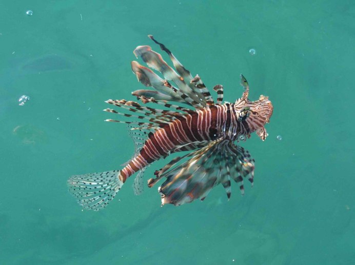 Рыба-Лев. Pterois Radiata