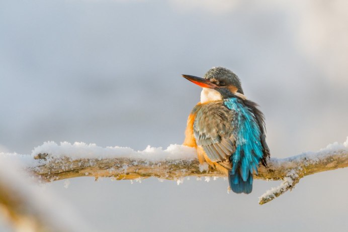 Зимородок зимой