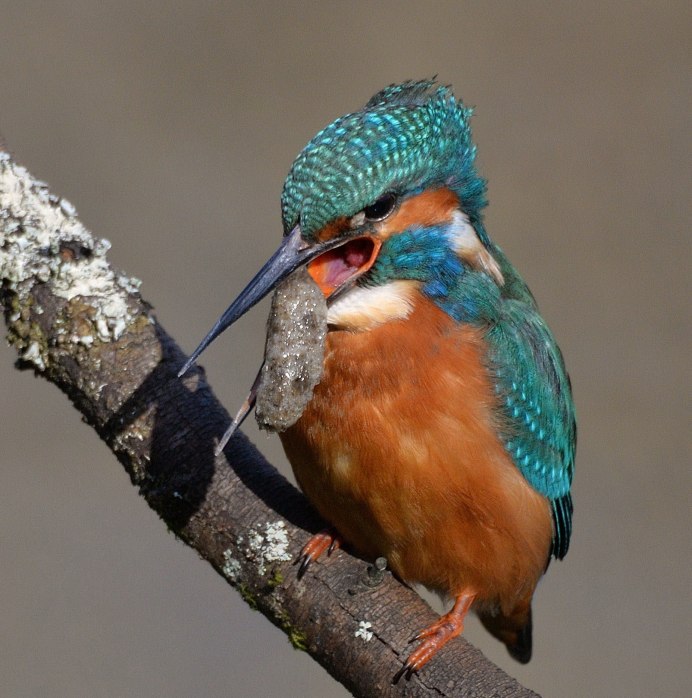 Зимородок Сибирский