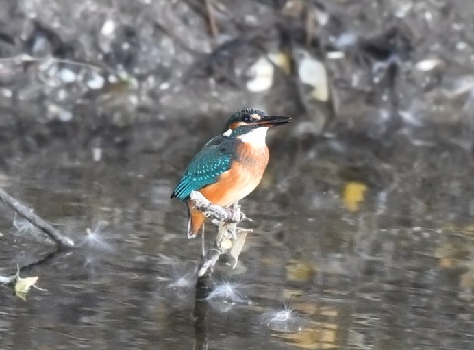 Зимородок Приморский край