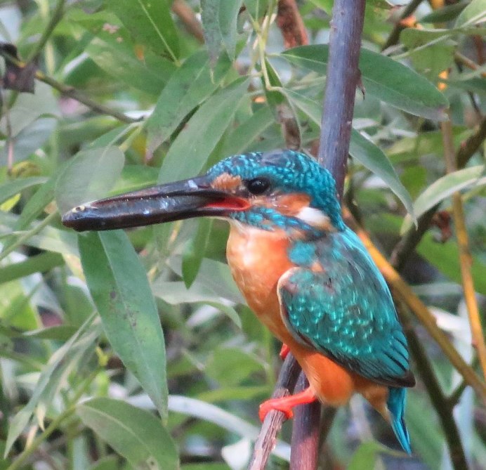 Зимородок Сибирский