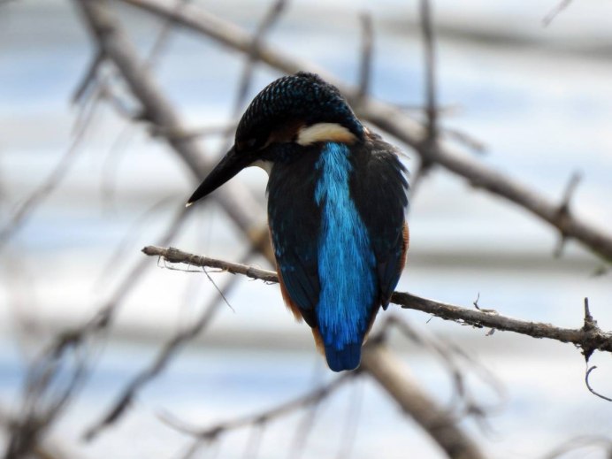 Федот ледостав (Зимородок)