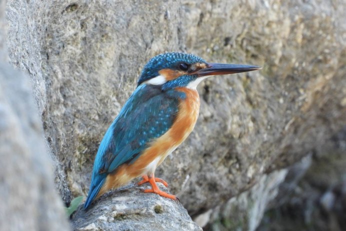 Зимородок зимой