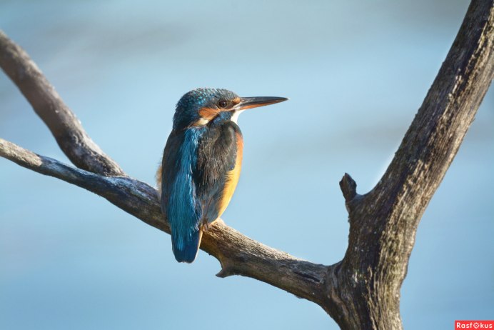 Зимородок Сибирский