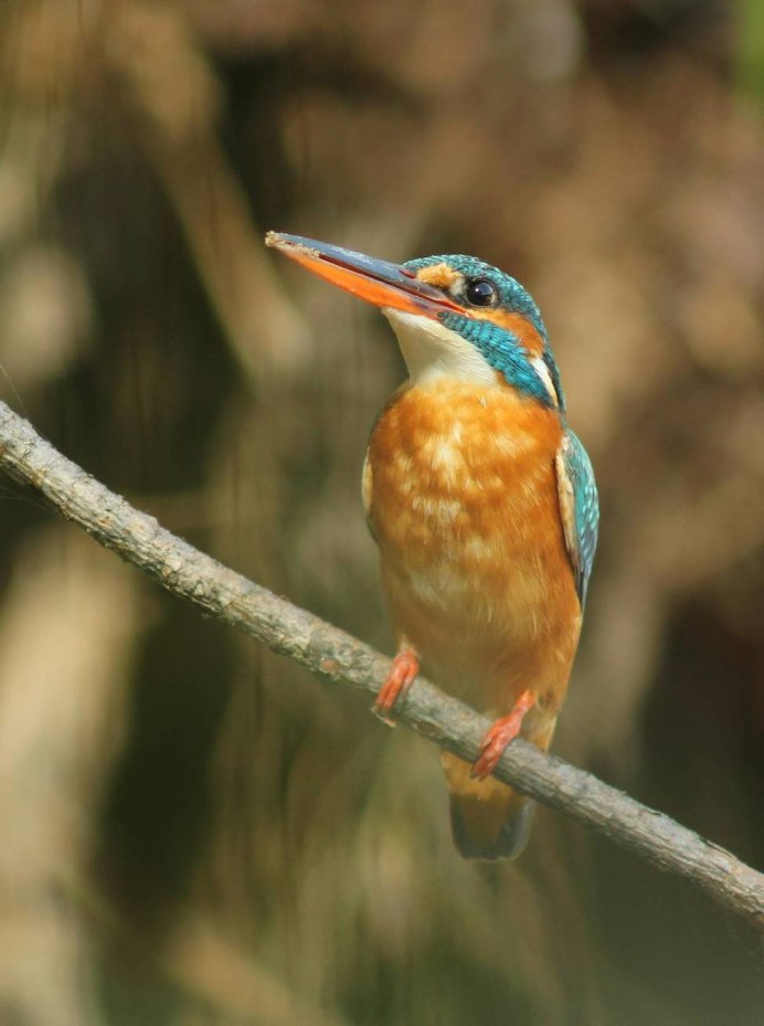 Хопер Зимородок