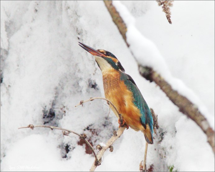 Зимородок зимой