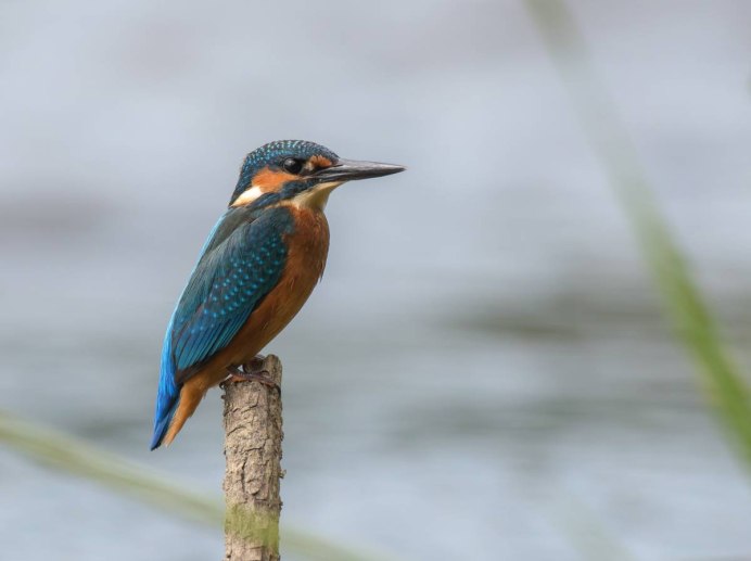 Оранжевый Зимородок