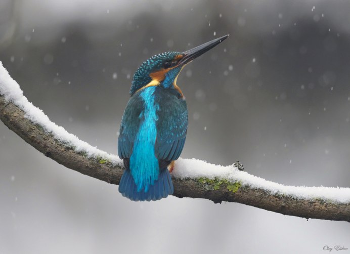 Лягушкоротый Зимородок