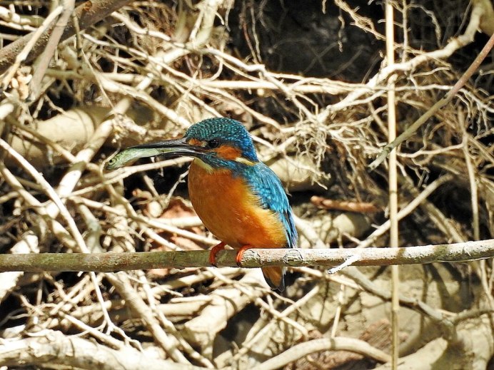 Зимородок Приморский край