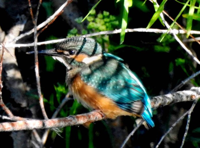 Зимородок Удмуртия