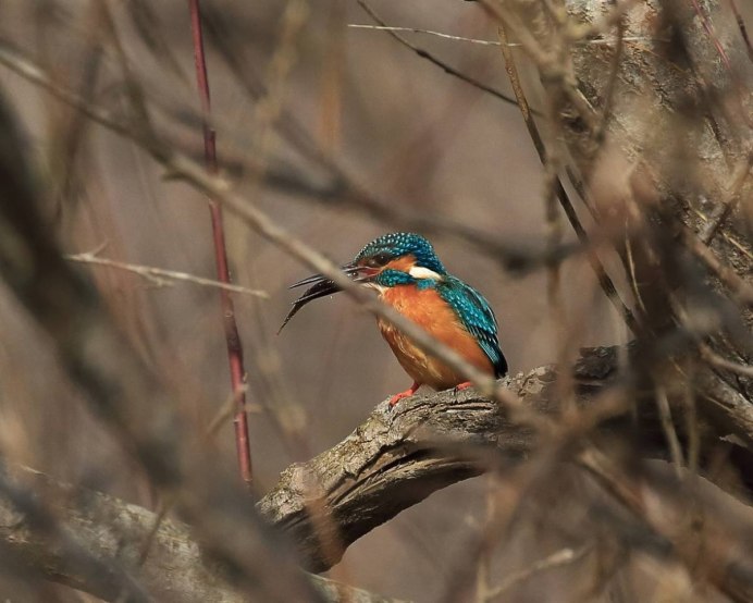 Зимородок Сибирский