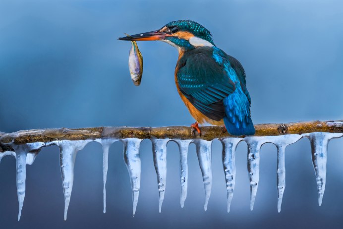 Гигантский Зимородок