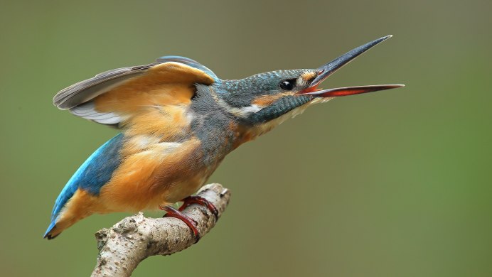 Пегий Зимородок в воде
