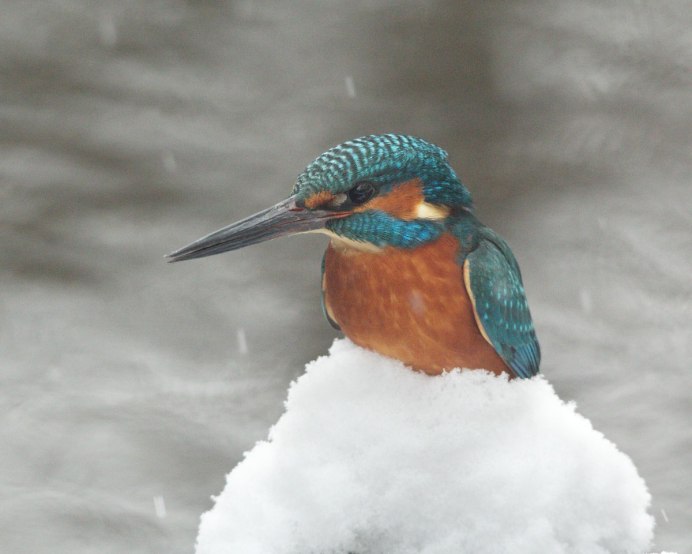 Зимующие птицы Зимородок