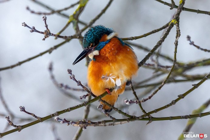 Зимородок охотится