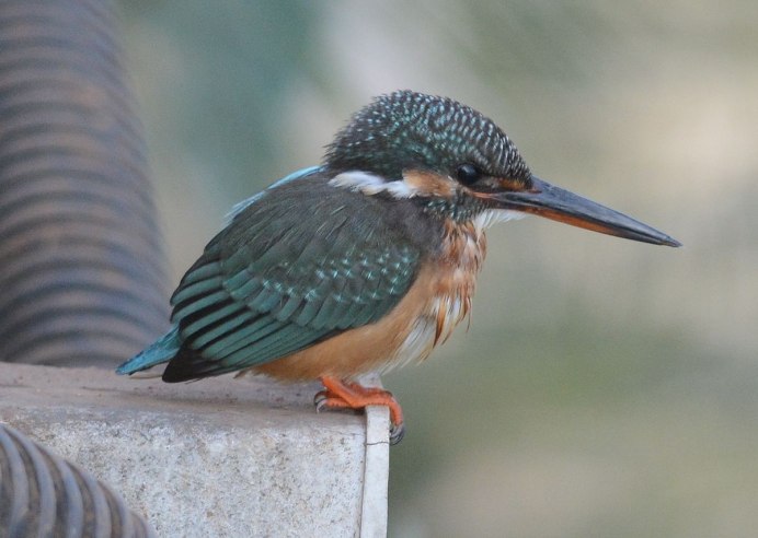 Зимующие птицы Зимородок