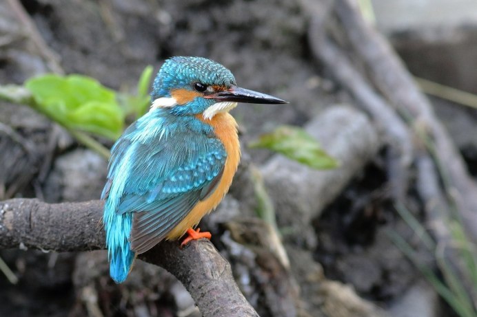 Зимородок зимой