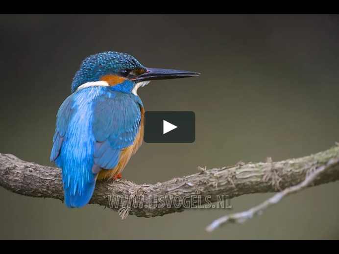 Птичка Kingfisher