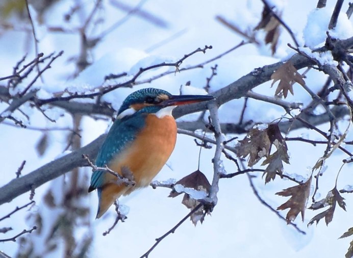 Обыкновенный Зимородок гнездо