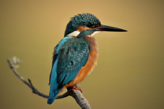 Лягушкоротый Зимородок