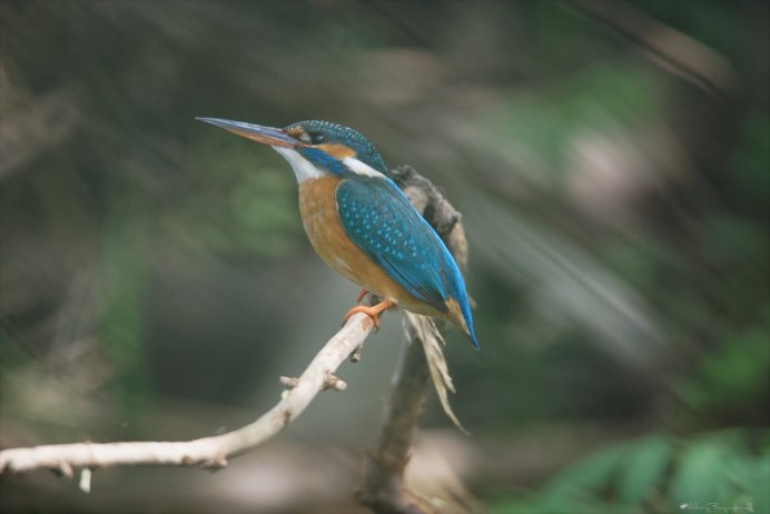 Бурая оляпка и Зимородок