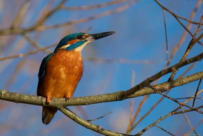 Федот ледостав (Зимородок)