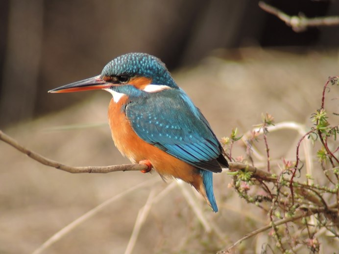 Зимородок слеток Прокаев