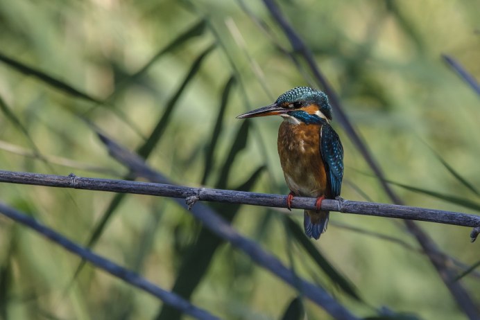 Обыкновенный Зимородок