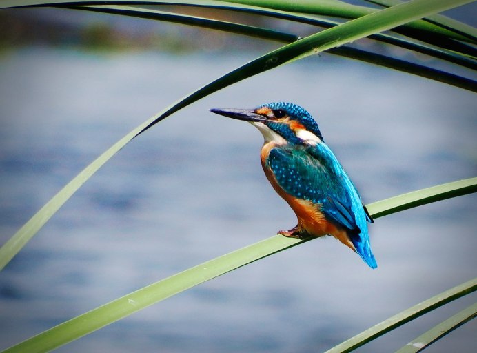 Рубиновый Зимородок