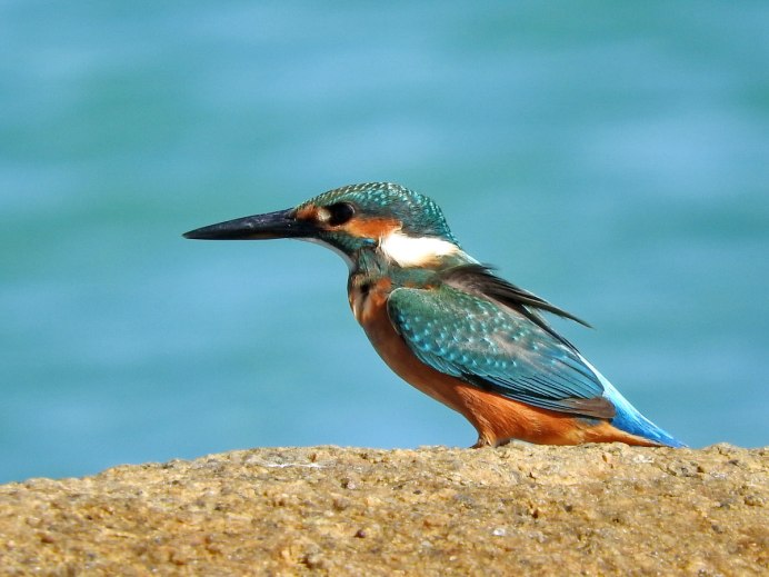 Птица Сибирский Зимородок
