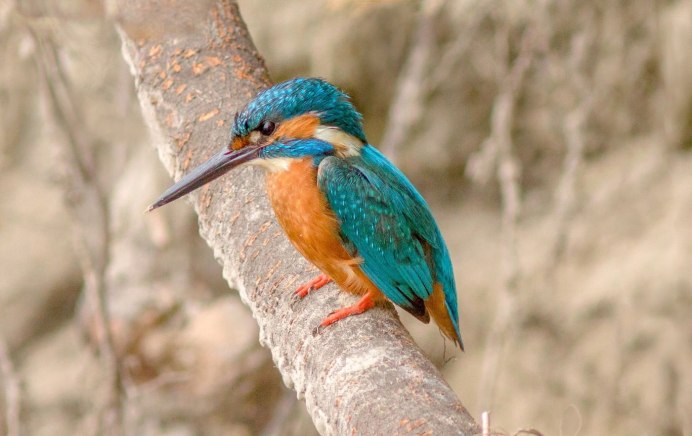 Зимородок ловит рыбу