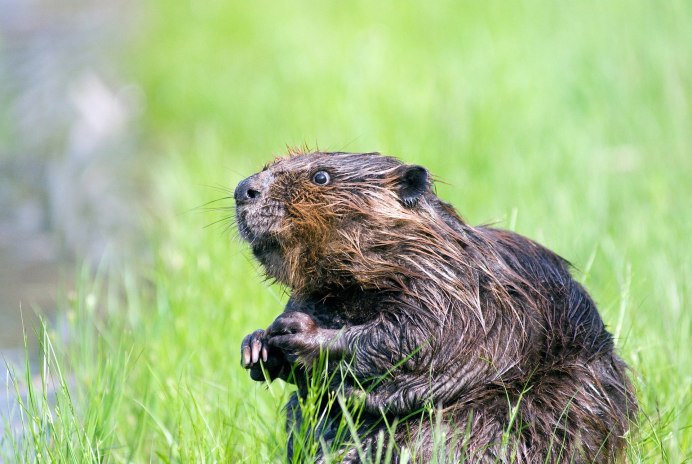 Канадский Бобр (Castor canadensis)