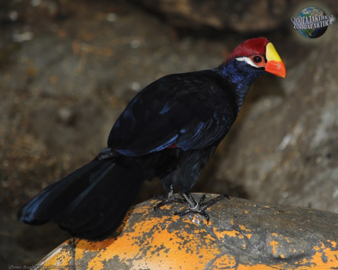 Musophaga violacea
